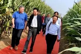 河南再现麦田“铺红毯”！脚不沾泥咋研究农业？官方作出回应图片