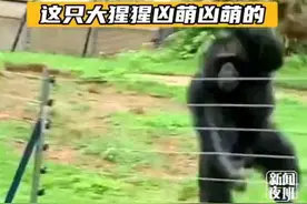 南宁动物园回应大猩猩向游客扔东西：可能是游客挑逗激怒了它图片