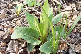 东北山白菜的身世之谜图片