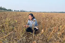 加快育种创新　提升黄淮海大豆产能图片