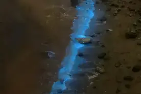 厦门海岸现爆发级“蓝眼泪”！“蓝眼泪”究竟是啥？图片