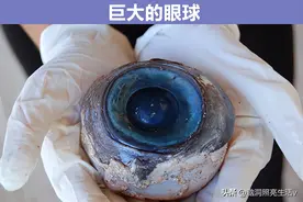 被人们在海滩上发现的8个“非同寻常”的事物图片