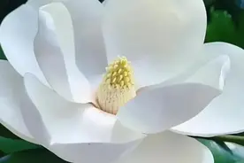 入了心的人，是一辈子放不下的牵挂图片