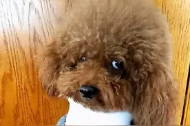 泰迪犬的6个“道歉方式”，主人不懂，算白养了图片