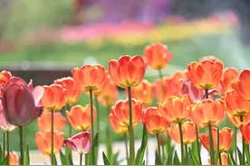 一大波美图来袭！石家庄植物园郁金香花开正盛，牡丹、芍药次第开放…图片