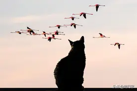 小猫咪，你又在发电报了？为什么看见鸟猫会忍不住发出啁啾声？图片