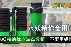 水妖精要怎么使用才能发挥净水作用，为什么有人说：没有用？图片