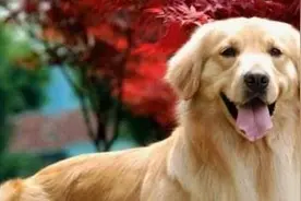 金毛犬的七大优点，不养不知道图片
