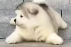 萌宠可爱表情包图片