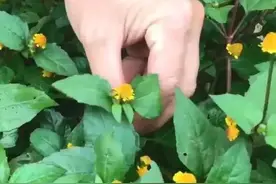金黄的小纽扣花朵，有着神奇功效，老人家称它为牙痛药，你认识吗图片