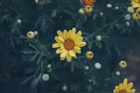 致我不再年轻的父母图片