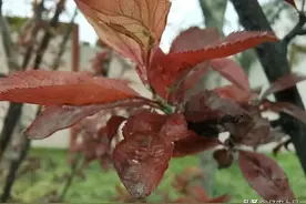 紫叶李的果子能吃吗？图片