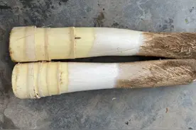 棕树心：农村的奢侈野菜，吃一次要砍一棵树，南方有人用它炒腊肉图片