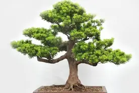 20种南方树桩，适宜北方制作热带盆景，这就是最佳选择图片