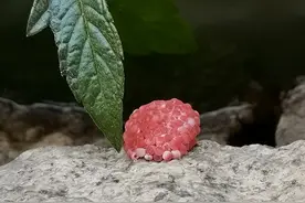 泉州东湖公园水池惊现福寿螺卵图片