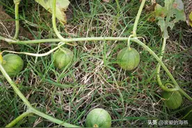 “消失”的10种农村水果农村，在80年代很受欢迎，你吃过吗？图片