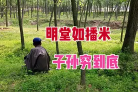 老祖宗说“明堂如播米，子孙穷到底”，明堂指哪里？播米啥意思？图片