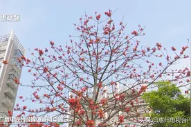 市民捡拾木棉花煲汤 医生提醒食用需谨慎图片