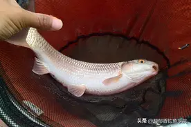 黄尾鱼的5个特殊习性，钓好黄尾鱼的基础知识图片