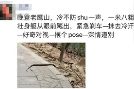 绍兴一座山上，惊现“眼镜蛇王”！有那么粗……图片