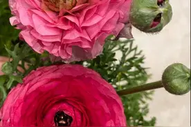 有一种花儿，开花超美，叶子像芹菜，开花如牡丹，种植也简单图片