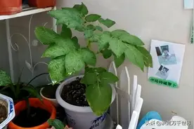 刚移栽的植物要马上浇水吗图片