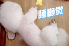 “爱上你”的比熊，才会睡在这7个地方，装不出来的！图片