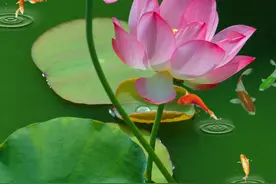 西游记第一回精读分析完整版：灵根育孕源流出 心性修持大道生图片