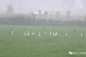 到底有多美？稻田青青藏白鹭图片