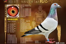 北京开创者拍卖现场：鸽王冠军遭冷落，张斌的鸽子依旧抢眼图片