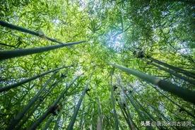 何可一日无此君？图片
