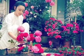 7种“花机器”，种子不值钱，几块钱一万粒，花园一撒变花海图片