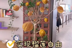 终于有人，把“榴莲核”养成榴莲树，盆栽1米高，果子重“20斤”图片