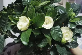 养栀子花有“5怕”，知道它怕什么，尽量避免就好了图片