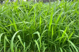 养鱼种什么草比较好？这两种草鱼爱吃，消化率高，一年多次收割图片