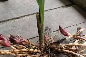 阳荷是一种什么样的植物图片