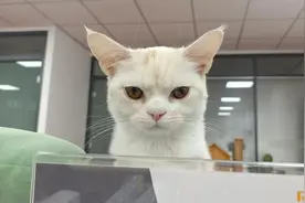 猫咪呕吐都是什么原因造成的？图片