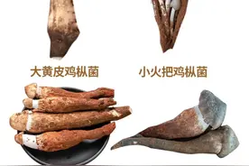 云南野生鸡枞菌的区别及美味等级图片