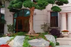 俗话说“五树开花，不富也发”，家有这5种树开花，恭喜你了图片