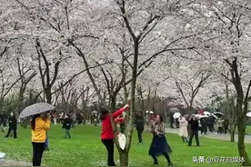 恶心！三个大妈樱花树下搔首弄姿拍视频，惹全网怒骂：素质何在？图片