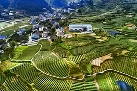 乾隆御茶探瓶山！湘西黄金茶遇杭州龙井茶，对冲评测来了图片
