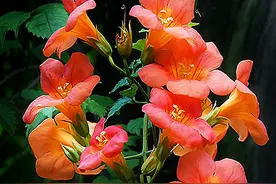 7种花“大长腿”，顺着院墙爬，“吃掉“房子后，开满吉利花图片