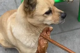 小土狗看见筷子上夹的肉，迟迟没有动口去吃：懂事到让人心疼图片