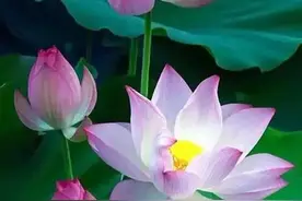 壁纸图片分享：一组漂亮迷人的荷花莲花，真是太好看了图片