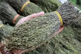 农村3种有“恐怖”传说的植物，却都是善意谎言，估计你也被骗过图片