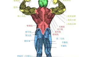 健康训练之------人体主要肌肉图解图片