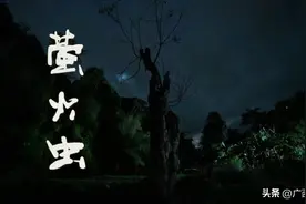 进入萤火虫的奇妙世界!图片
