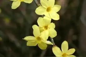 【花信诗话】（七） 迎春花：百花千卉共芬芳 文/宋元翎图片