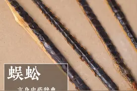 蜈蚣（息风止痉药）图片