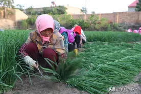 家庭种植韭菜和小葱，用什么肥料才能长得肥壮黑绿？就这几种图片